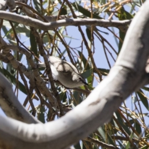 Gerygone fusca at Michelago, NSW - 29 Oct 2018 12:59 PM