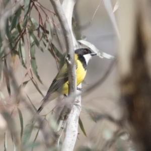 Pachycephala pectoralis at Michelago, NSW - 22 Sep 2018 10:33 AM