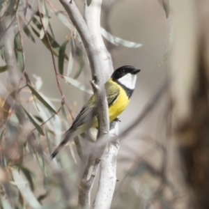 Pachycephala pectoralis at Michelago, NSW - 22 Sep 2018 10:33 AM