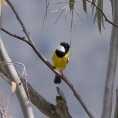 Pachycephala pectoralis at Michelago, NSW - 22 Sep 2018 10:33 AM