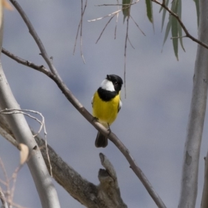 Pachycephala pectoralis at Michelago, NSW - 22 Sep 2018