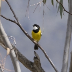 Pachycephala pectoralis at Michelago, NSW - 22 Sep 2018 10:33 AM