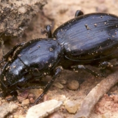 Promecoderus sp. (genus) (Predaceous ground beetle) at Ainslie, ACT - 13 Apr 2018 by jb2602