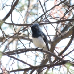 Myiagra rubecula (Leaden Flycatcher) at Gigerline Nature Reserve - 31 Oct 2018 by KumikoCallaway