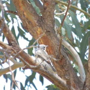 Myiagra rubecula at Tennent, ACT - 1 Nov 2018