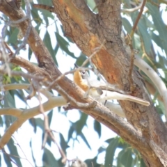 Myiagra rubecula at Tennent, ACT - 1 Nov 2018