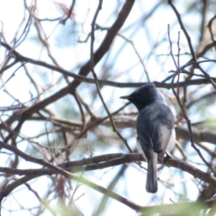 Myiagra rubecula at Tennent, ACT - 1 Nov 2018