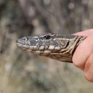 Varanus rosenbergi at Booth, ACT - 29 Oct 2018