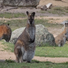 Notamacropus rufogriseus (Red-necked Wallaby) at Paddys River, ACT - 25 Oct 2018 by michaelb
