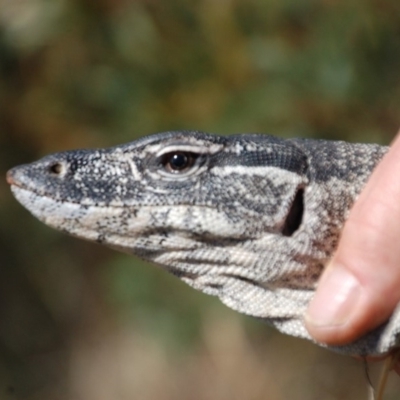 Varanus rosenbergi (Heath or Rosenberg's Monitor) at Rendezvous Creek, ACT - 29 Oct 2018 by DonFletcher