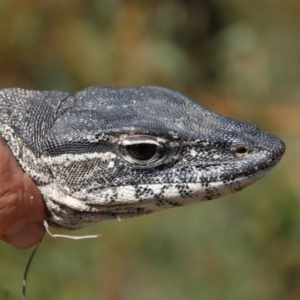 Varanus rosenbergi at Rendezvous Creek, ACT - 29 Oct 2018