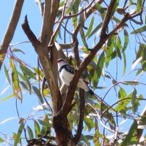 Stagonopleura guttata at Tennent, ACT - 1 Nov 2018