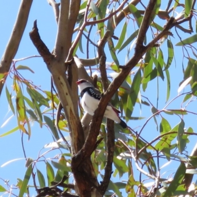 Stagonopleura guttata (Diamond Firetail) at Tennent, ACT - 1 Nov 2018 by KumikoCallaway