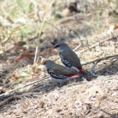 Stagonopleura guttata at Tennent, ACT - 1 Nov 2018