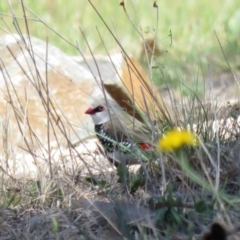 Stagonopleura guttata at Tennent, ACT - 1 Nov 2018