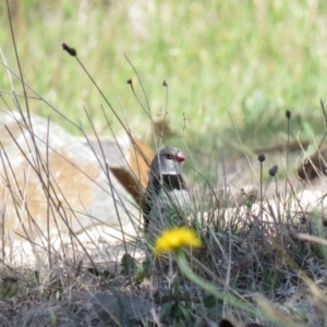 Stagonopleura guttata at Tennent, ACT - 1 Nov 2018