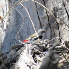 Stagonopleura guttata at Tennent, ACT - 1 Nov 2018