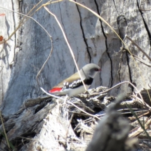 Stagonopleura guttata at Tennent, ACT - 1 Nov 2018