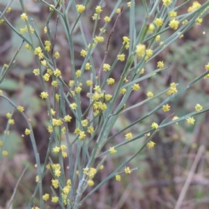 Exocarpos strictus at Paddys River, ACT - 25 Oct 2018 05:30 PM