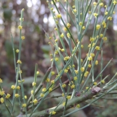 Exocarpos strictus at Paddys River, ACT - 25 Oct 2018 05:30 PM