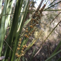 Lomandra longifolia (Spiny-headed Mat-rush, Honey Reed) at Paddys River, ACT - 25 Oct 2018 by michaelb