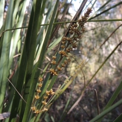 Lomandra longifolia (Spiny-headed Mat-rush, Honey Reed) at Gibraltar Pines - 25 Oct 2018 by michaelb