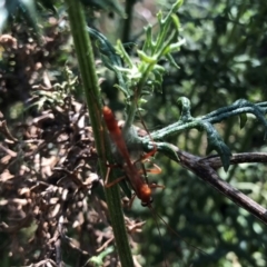 Netelia sp. (genus) (An Ichneumon wasp) at Hall Cemetery - 2 Nov 2018 by AndyRussell