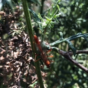 Netelia sp. (genus) at Hall, ACT - 3 Nov 2018 09:45 AM