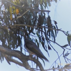 Manorina melanocephala (Noisy Miner) at Hall, ACT - 2 Nov 2018 by AndyRussell