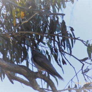 Manorina melanocephala at Hall, ACT - 3 Nov 2018 08:42 AM