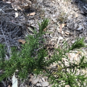 Cassinia aculeata subsp. aculeata at Hall Cemetery - 3 Nov 2018