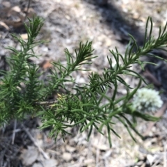 Cassinia aculeata subsp. aculeata at Hall Cemetery - 3 Nov 2018