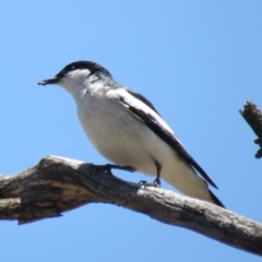 Lalage tricolor (White-winged Triller) at Tennent, ACT - 1 Nov 2018 by KumikoCallaway