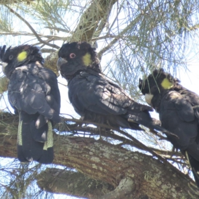 Zanda funerea (Yellow-tailed Black-Cockatoo) at Stromlo, ACT - 27 Oct 2018 by KumikoCallaway