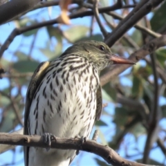 Oriolus sagittatus (Olive-backed Oriole) at Fadden, ACT - 26 Oct 2018 by KumikoCallaway