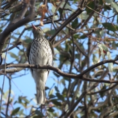 Oriolus sagittatus at Fadden, ACT - 27 Oct 2018