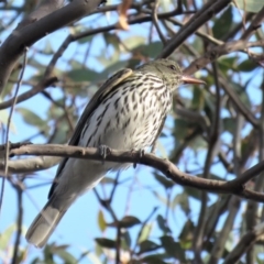 Oriolus sagittatus at Fadden, ACT - 27 Oct 2018 07:43 AM