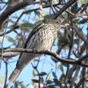 Oriolus sagittatus at Fadden, ACT - 27 Oct 2018