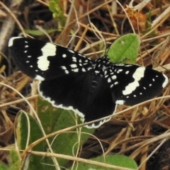 Idalima affinis (A day flying moth) at Stromlo, ACT - 5 Nov 2018 by JohnBundock