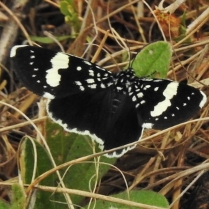 Idalima affinis at Stromlo, ACT - 6 Nov 2018 08:19 AM