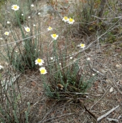 Rhodanthe anthemoides (Chamomile Sunray) at Karabar, NSW - 5 Nov 2018 by samreid007