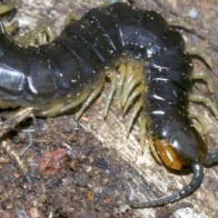 Rhysida nuda (Centipede) at Rosedale, NSW - 1 Sep 2018 by jb2602