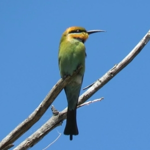 Merops ornatus at Coree, ACT - 27 Oct 2018 01:42 PM