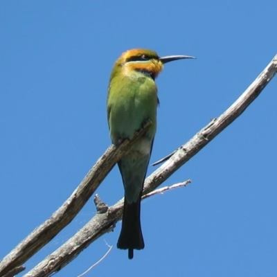 Merops ornatus (Rainbow Bee-eater) at Stony Creek - 27 Oct 2018 by KumikoCallaway