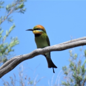 Merops ornatus at Coree, ACT - 27 Oct 2018 01:42 PM