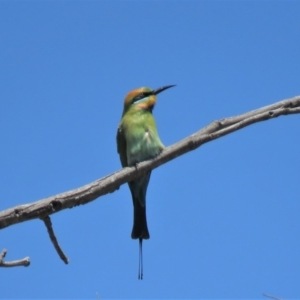 Merops ornatus at Coree, ACT - 27 Oct 2018 01:42 PM