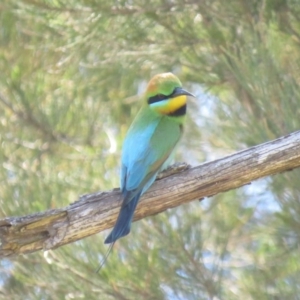 Merops ornatus at Coree, ACT - 27 Oct 2018 01:42 PM