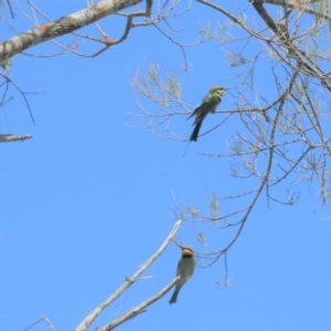 Merops ornatus at Coree, ACT - 27 Oct 2018 01:42 PM