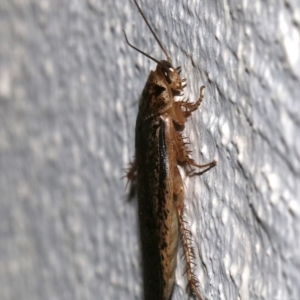 Calolampra sp. (genus) at Ainslie, ACT - 30 Oct 2018