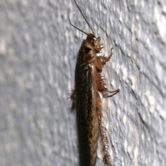 Calolampra sp. (genus) (Bark cockroach) at Ainslie, ACT - 30 Oct 2018 by jb2602